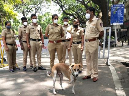 'Salute'! 'Raja' dog who was carrying 'duty' with Pune police during the curfew | 'कडक सॅल्यूट'! अपंग असूनही संचारबंदीच्या काळात पुणे पोलिसांच्या खांद्याला खांदा लावून 'ड्युटी' बजावणारा 'राजा' 