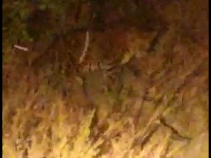 Leopards on the border of Gadegaon in Pandharpur taluka; Video taken by JCB driver | पंढरपूर तालुक्यातील गादेगावच्या सीमेवर बिबट्या; जेसेबी चालकाने काढला व्हिडिओ