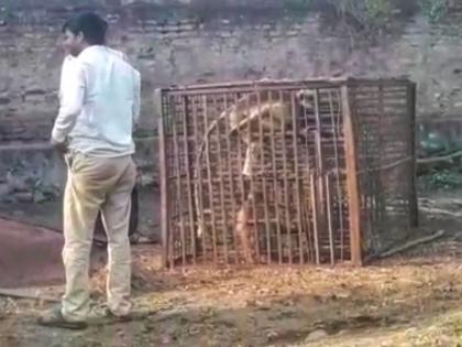 monkeys' revenge stopped ! Nagpur Forest Department team caught two monkeys in two hours | वानरांच्या सुडसत्राला लगाम ! नागपूर वन विभागाच्या पथकाने दोन तासातच पकडली दोन वानरे