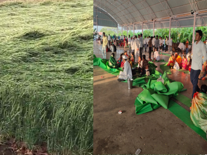 Unseasonal rains; Grains blown during wedding ceremony, heavy loss of crops | अवकाळी पावसाचा तडाखा; लग्न समारंभात उडाली दानादान, पिकांचे अतोनात नुकसान