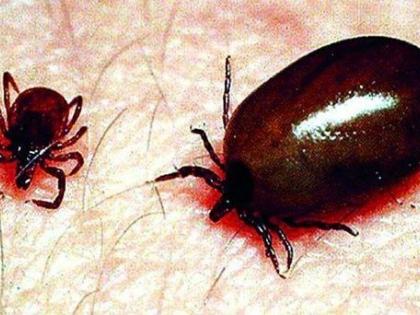 Scrub Typhus: The government finally woke up | स्क्रब टायफस : अखेर शासन झाले जागे