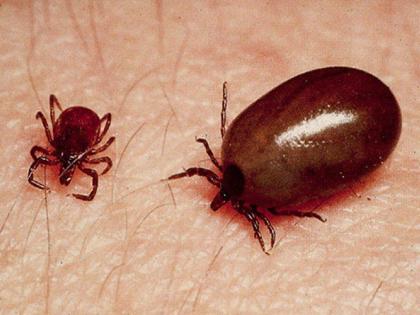 Six cases of scrub typhus were found during the month | महिनाभरात आढळले स्क्रब टायफसचे सहा रुग्ण