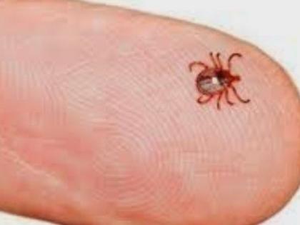 How to save Scrub Typhus patient? | स्क्रब टायफसचे कसे वाचणार रुग्ण?