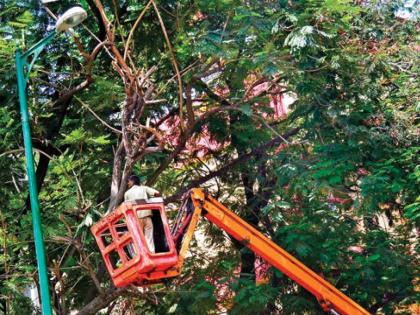 On the eve of monsoon, did you cut the dangerous branches of the trees? | पावसाळा तोंडावर, झाडांच्या धोकादायक फांद्या छाटल्या का?