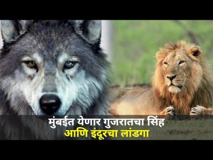 मुंबईत येणार गुजरातचा सिंह आणि इंदूरचा लांडगा | Rani Baug | Lion, Wolf, Bear To Arrive In Mumbai Zoo