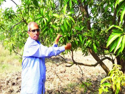 As the cold grew, the mango streams began to flow | थंडी वाढल्याने डहाणूत आंबा कलमे मोहरण्यास सुरुवात