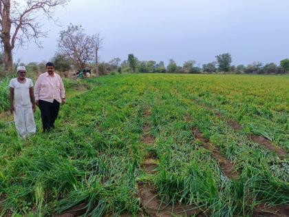 Untimely grace; Damage to crops on 5 thousand hectares in Rain | अवकाळीची अवकृपा; ५ हजार हेक्टरवरील पिकांचे नुकसान