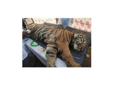 a tiger killed in fight with another tiger | ‘त्या’ वाघाचा मृत्यू वर्चस्वाच्या लढाईतून