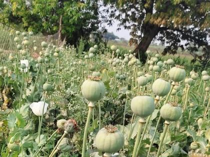 624 large and small ganja opium plants were seized by fields in Nevasa | शेतात छापा टाकून लहान-मोठी ६२४ गांजा अफूची झाडे जप्त