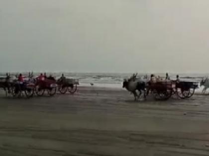 Thrill of Saldure beach bullock cart race in Ratnagiri district | रत्नागिरी जिल्ह्यातील सालदुरे समुद्र किनारी बैलगाडी शर्यतीचा थरार (व्हिडिओ)