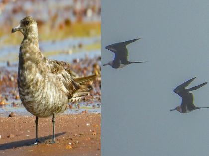 खोल समुद्रातील समुद्री पक्षी पावसाळी हंगामाशिवाय किनाऱ्यावर, देवगड-कुणकेश्वर किनारपट्टी भागात विहार