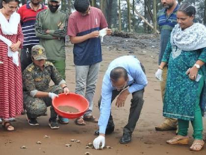 82 turtle chicks leap into the sea at Ratnagiri taluka | गावखडी किनारी ८२ कासवांच्या पिलांची समुद्राकडे झेप!