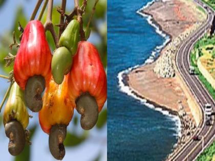 Maharashtra budget 2023: Provision for cashew board will be a savior for Konkan | Maharashtra budget 2023: काजू बोर्डासाठीची तरतूद कोकणासाठी ठरेल तारणहार