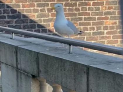 seagull bird barking like a dog, barking seagull video goes viral | हुबेहुब कुत्र्याचा आवाज काढतो हा पक्षी, व्हिडिओ पाहुन म्हणाल...असा नकलाकार होणे नाही!