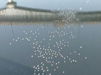 seagulls in Kalyan | कल्याणच्या खाडीत अवतरले परदेशी पाहुणे, सीगल पक्ष्यांना पाहण्यासाठी स्थानिकांची गर्दी