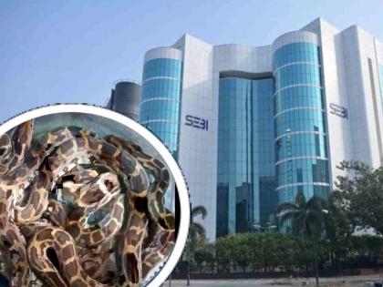mumbai bkc 12 python babies found at sebi building area | 'बीकेसी'च्या सेबी भवन परिसरात अजगरांचा सुळसुळाट, तब्बल १२ पिल्लं आढळली; नागरिकांमध्ये भीती mumbai bkc 12 python babies found at sebi building area | 'बीकेसी'च्या सेबी भवन परिसरात अजगरांचा सुळसुळाट, तब्बल १२ पिल्लं आढळली; नागरिकांमध्ये भीती