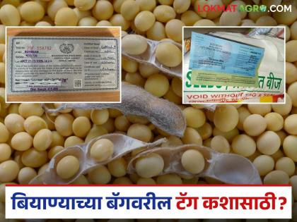 What do the different colored tags on seed bags mean? Find out in detail | बियाण्याच्या बॅगवरील विविध रंगाचे टॅग काय सांगतात? जाणून घ्या सविस्तर What do the different colored tags on seed bags mean? Find out in detail | बियाण्याच्या बॅगवरील विविध रंगाचे टॅग काय सांगतात? जाणून घ्या सविस्तर