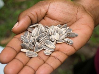 seeds unavailable ahead of rainy season | पाऊस तोंडावर आला, बियाणांचे काय?