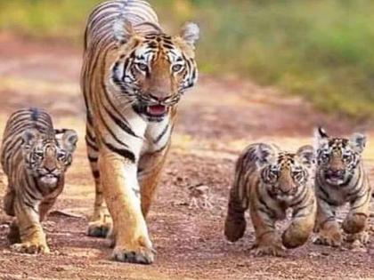 To save the tiger, feed the elephant or save the human? | वाघ जगवायचा, हत्ती पाेसायचा की माणूस वाचवायचा?