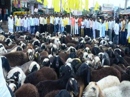 Morcha with the goats by Dhangar community on Sengaon tahsil | सेनगाव तहसीलवर धनगर समाजाचा शेळ्या-मेंढ्यासह मोर्चा 