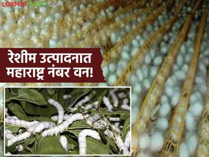 latest news Sericulture Farming: Maharashtra's nationwide lead in silk production; New formula for income for farmers | Sericulture Farming : रेशीम उत्पादनात महाराष्ट्राचा देशभर डंका; शेतकऱ्यांसाठी कमाईचा नवा फॉर्म्युला latest news Sericulture Farming: Maharashtra's nationwide lead in silk production; New formula for income for farmers | Sericulture Farming : रेशीम उत्पादनात महाराष्ट्राचा देशभर डंका; शेतकऱ्यांसाठी कमाईचा नवा फॉर्म्युला