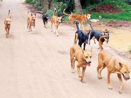 Little boy sustained serious injuries in a dog attack | कुत्र्याच्या हल्ल्यात चिमुकला गंभीर जखमी