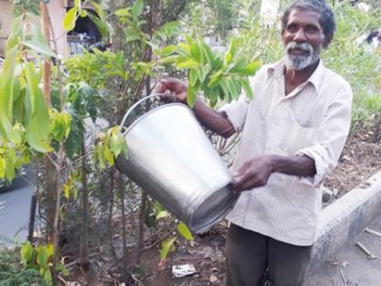 Will you get on the trees if the shade ...! | कराल झाडांवर माया तर मिळेल दाट छाया...!