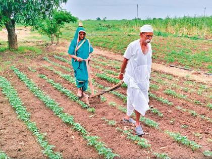 Farmers' financial woes! Pair of bullocks sold for daughter's wedding; 'Joo' in the hands of elderly farmers | शेतकऱ्यांची आर्थिक तारांबळ! मुलीच्या लग्नासाठी विकली बैलजोडी; वयोवृद्ध मायबापाच्या हाती ‘जू’ Farmers' financial woes! Pair of bullocks sold for daughter's wedding; 'Joo' in the hands of elderly farmers | शेतकऱ्यांची आर्थिक तारांबळ! मुलीच्या लग्नासाठी विकली बैलजोडी; वयोवृद्ध मायबापाच्या हाती ‘जू’