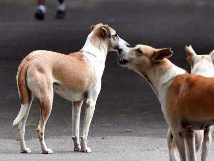 street dogs can now be adopted! The state government will bring the scheme soon | मोकाट कुत्रे आता घेता येतील दत्तक! राज्य सरकार आणणार लवकरच योजना