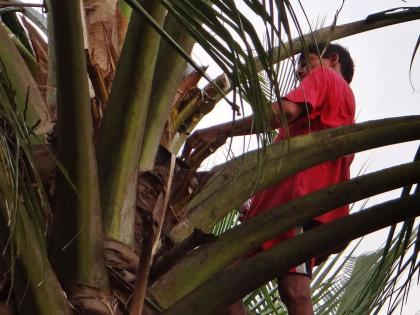 Goan palm deun production decline due to non availability of toddy tappers |  रेन्देरांची संख्या घटल्याने गोव्यातील फेणी उद्योग धोक्यात