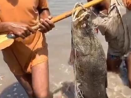 "Khajari" fish weighing 22 kg was found in the creek of Khanivade village! | खानिवडे गावच्या खाडीमध्ये सापडला तब्बल 22 किलो वजनाचा "खाजरी" मासा!