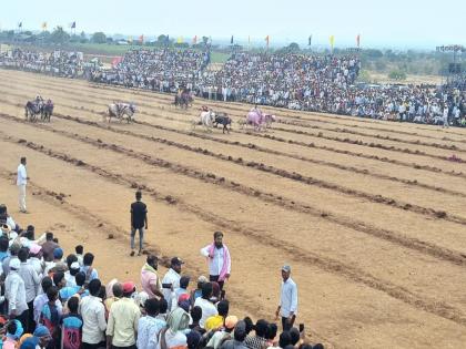 Thrill of bullock cart race in Bhalwani to win 'Thar' suv | 'थार' जिंकण्यासाठी भाळवणीत रंगला बैलगाडी शर्यतीचा थरार