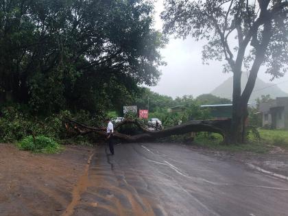 Tree uprooted on Satara Thoseghar road; Traffic in both directions is blocked  | सातारा ठोसेघर रस्त्यावर झाड उन्मळून पडले; दोन्ही बाजूची वाहतूक ठप्प 