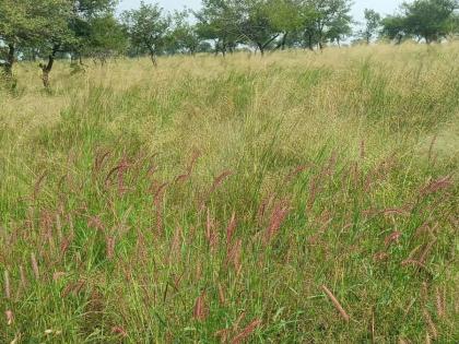 Amount of pasture to prevent disturbance of field by wild animals in akola | वन्यप्राण्यांचा शेतातील उपद्रव रोखण्यासाठी कुरणाची मात्रा