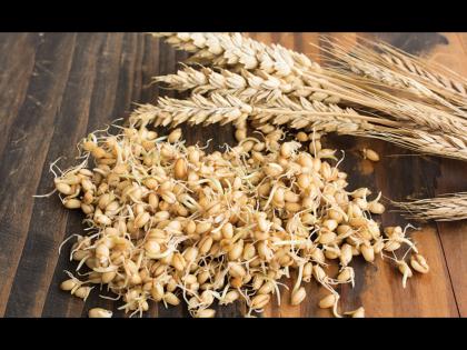 Health benefits of sprouted wheat digestion, strong bone, weight loss many more | मोड आलेले गहू खाण्याचे फायदे वाचून व्हाल अवाक्, एकदा नक्की ट्राय करा!