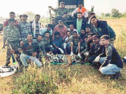 T-13 tigress jailed for killing woman; Caught in forest by rescue team in 3 days | शेळीचा बळी अन् वाघीण अडकली; महिलेचा बळी घेणारी टी- १३ वाघीण जेरबंद