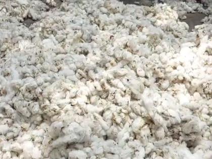 Self-respecting farmers' organizations are aggressive on the issue of cotton | कापसाच्या प्रश्नावर स्वाभिमानी शेतकरी संघटना आक्रमक