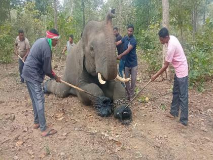 Eight elephants from Kamalapur on medical leave for twelve days; Treatment with medical examination | कमलापूरचे आठ हत्ती बारा दिवसांच्या वैद्यकीय रजेवर; वैद्यकीय तपासणीसह उपचार