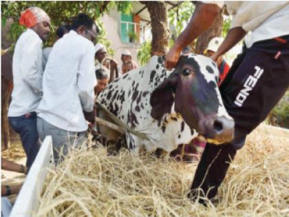 The injured cow was sent to the cowshed for treatment | जखमी झालेल्या ढवळी आणि गोकुळीची झाली ताटातूट; ग्रामस्थ हळहळले