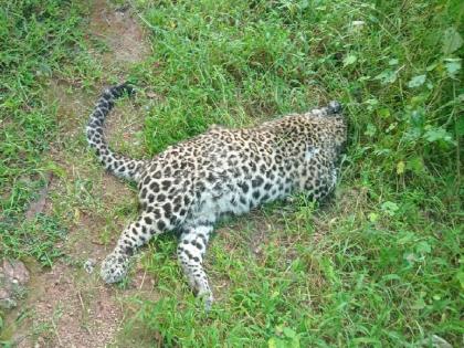 leopard killed in tiger-leopard fight; Incidents in Bhandara Forest Zone | वाघ-बिबट्याची रंगली झुंज, बिबट झाला ठार; भंडारा वन परिक्षेत्रातील घटना