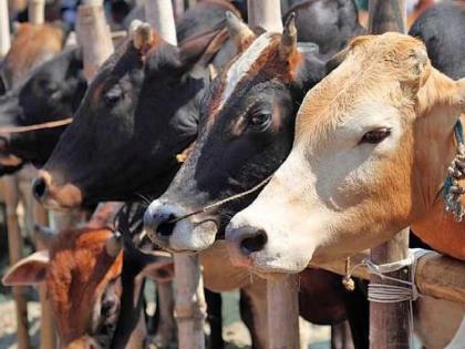 Smuggling of chickens and 24 bovine animals in trucks, smugglers arrested | एका ट्रकमध्ये कोंबली २४ गोवंशीय जनावरे, तस्करांना अटक