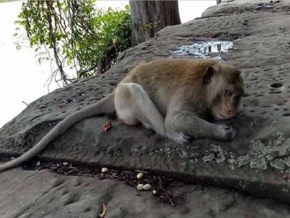 The forest department stepped in to prevent the monkeys from dying; | वानरांचे मृत्यू रोखण्यासाठी वनविभाग सरसावला; महावितरणची घेणार मदत : उपायांची चाचपणी