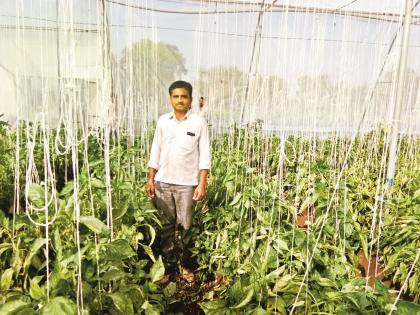 Production of 2 quintals of Simla chilli every day from the 20 knit shadenet farming | २० गुंठ्याच्या शेडनेट शेतीतून मिळतेय दररोज २ क्विंटल शिमला मिरचीचे उत्पादन 