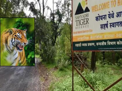 The number of tigers counted on the night of Buddha Purnima in the Sahyadri Tiger Reserve was gaur 329, and a tiger was spotted | Sangli: सह्याद्री व्याघ्र प्रकल्पात वाघाची डरकाळी, ६० मचाणांवर १२० प्रगणकांकडून प्राणिगणना The number of tigers counted on the night of Buddha Purnima in the Sahyadri Tiger Reserve was gaur 329, and a tiger was spotted | Sangli: सह्याद्री व्याघ्र प्रकल्पात वाघाची डरकाळी, ६० मचाणांवर १२० प्रगणकांकडून प्राणिगणना