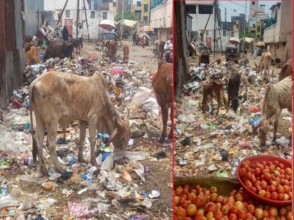 Vegetables are being sold in Shahaganj vegetable market, health of citizens is in danger | काय खाताय, बघा नीट! शहागंज भाजी मंडईत उकिरड्यावर विकला जातोय भाजीपाला