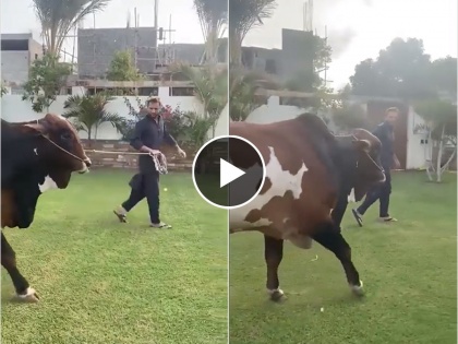 pakistan former player Shahid Afridi Shares Video of kurbaned Rs 4 Crore Bull on Bakri Eid   | पाकिस्तानची आर्थिक स्थिती बिकट; पण शाहिद आफ्रिदीने खरेदी केला ४ कोटींचा बैल