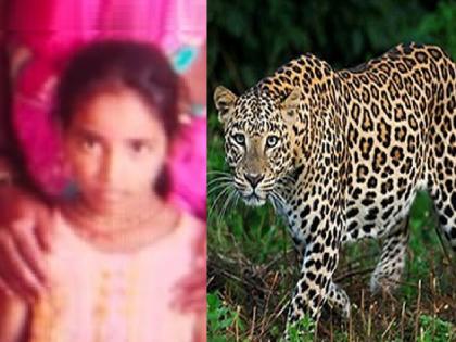 School girl killed in leopard attack in Shahuwadi Kolhapur district | Kolhapur: बिबट्याच्या हल्ल्यात शाळकरी मुलगी ठार