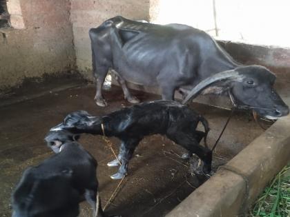 After a gap of three days, the buffalo gave birth to the second redya, A rare incident happened in Shahuwadi taluka kolhapur | दुर्मिळ घटना! तीन दिवसाच्या अंतराने म्हशीने दिला दुसऱ्या रेड्याला जन्म