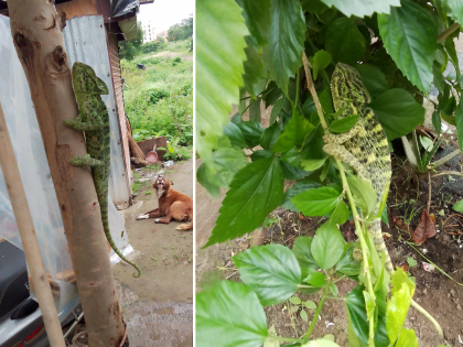 A rare color-changing chameleon lizard was found in Chhatrapati Sambhajinagar | रंग बदलणारा दुर्मीळ शॅमेलिऑन सरडा; क्वचितच जमिनीवर उतरतो, दवबिंदू पिऊन भागवतो तहान