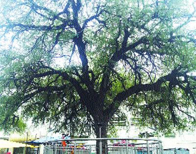 More than a hundred years of limitless shammy tree sightings in Park ... | पार्क मैदानालगतच्या शमी वृक्षानं पाहिलं शंभरपेक्षाही अधिक वर्षे सीमोल्लंघन...